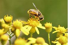 Bee Pollens