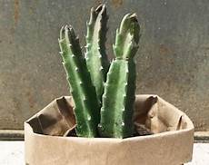Cactus Peats