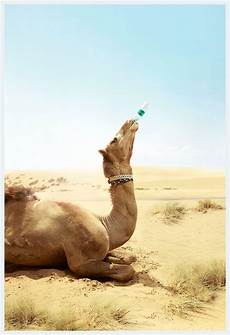 Camel Milks