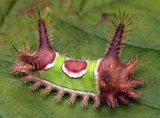 Caterpillar Parts