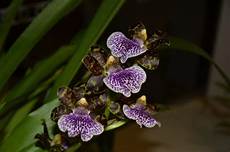 Orchid Peats