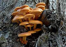 Sulphur Fungis