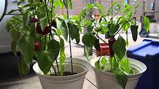 Banana Pepper