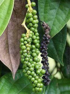 Banana Pepper