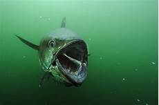 Bluefish