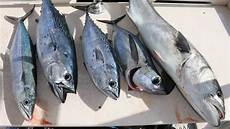 Bluefish