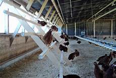 Broiler Farm