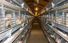 Broiler Farm