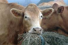 Cattle Feed