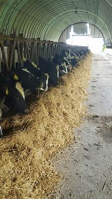 Cattle Feed