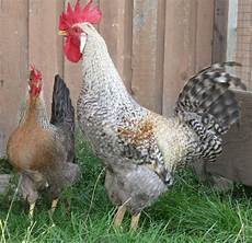 Chick Products
