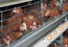 Chicken Equipment