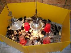 Chicken Supplies