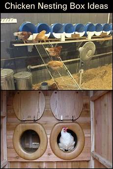 Chicken Supplies