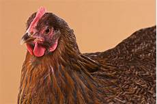 Chicken Supplies