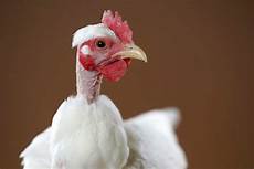 Chicken Supplies