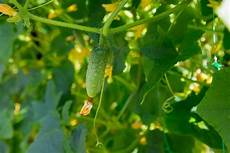 Cornichons