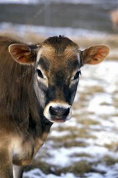Cow Milk