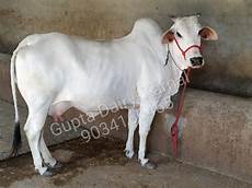 Cow Milk