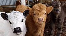 Cow Milk