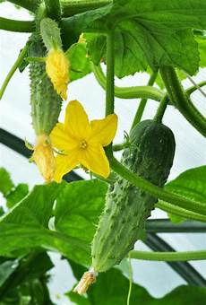 Cucumber