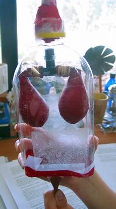 Diaphragm