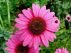 Echinacea Tea