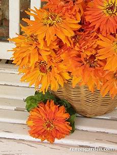 Echinacea Tea