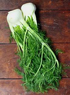 Fennel