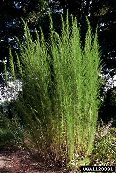Fennel