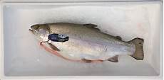 Fillet Trout