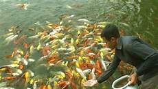 Fish Farming