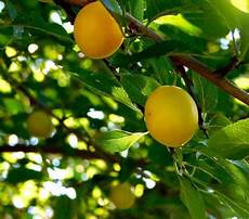 Food Plum