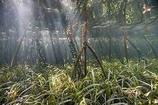 Grass Peats