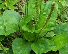 Herbal Raw Material