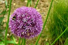 Herbal Syrups