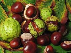 Horse Chestnut