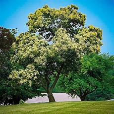 Horse Chestnut