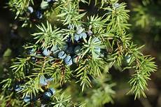 Juniper Oils