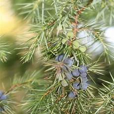 Juniper Oils