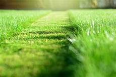 Lawn Mower