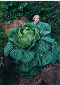 Liquid Fertilizer