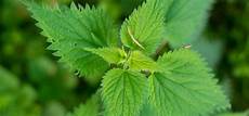 Nettle Soap