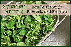 Nettle Soap