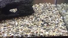 Onyx Honey