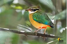 Pitta