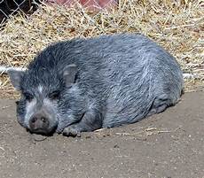 Pot-Bellied