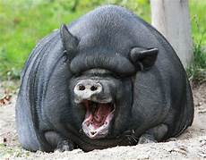 Pot-Bellied