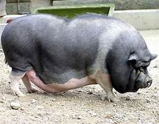Pot-Bellied