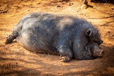 Pot-Bellied